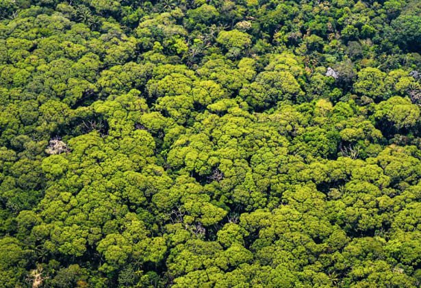 Proyecto forestería comunitaria en Caquetá y Guaviare